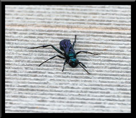 Nearctic Blue Mud Dauber Wasp From Jasper County Il Usa On June 12