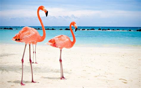 Flamingos Wallpaper Hd