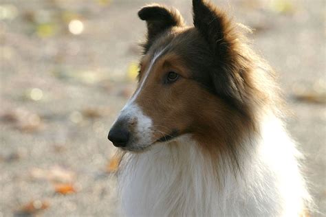 Lassie Torna A Casa Il Cane Più Famoso Di Nuovo Sul Grande Schermo