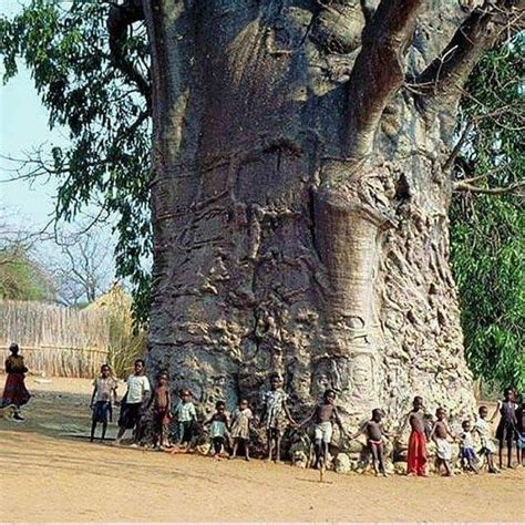 The Tallest Biggest Thickest Oldest Trees