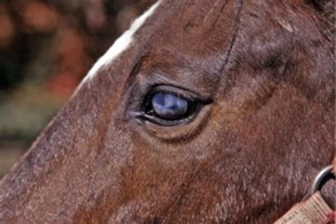 Equus Magazine Has These Tips For Checking Your Horse For Ocular