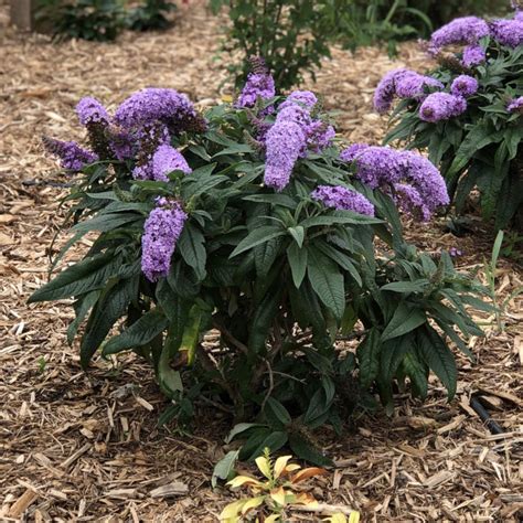 Buddleia Pugster Periwinkle Buy Butterfly Bush Shrubs Online