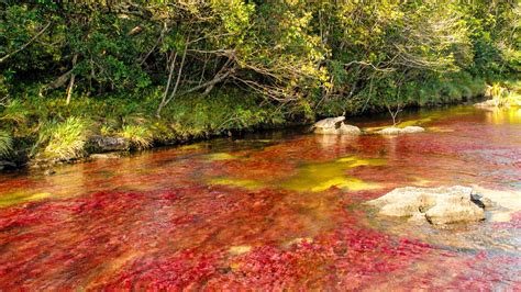 Caño Cristales Full Hd Wallpaper And Background Image 1920x1080 Id