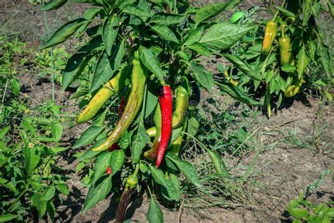 Red And Green Chili Peppers Grow On The Plant Ripening Of Fruits Of