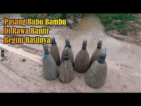 Pasang Bubu Bambu Di Rawa Banjir Begini Hasilnya Youtube