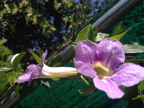 purple trumpet vine flowers | Trumpet vine, Vines, Trumpet