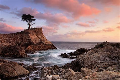 Lone Cypress Sunset Photograph By Katherine Gendreau Fine Art America