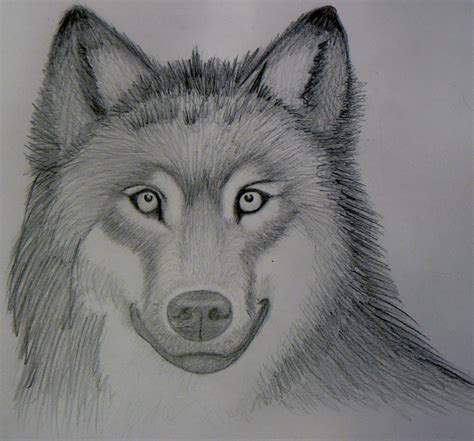 Apr 21, 2009 · materials. Realistic Wolf Sketch- Mark Crilley by foreverstrawberries on DeviantArt