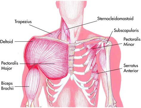Chapter 1 Shoulder Musculoskeletal Key