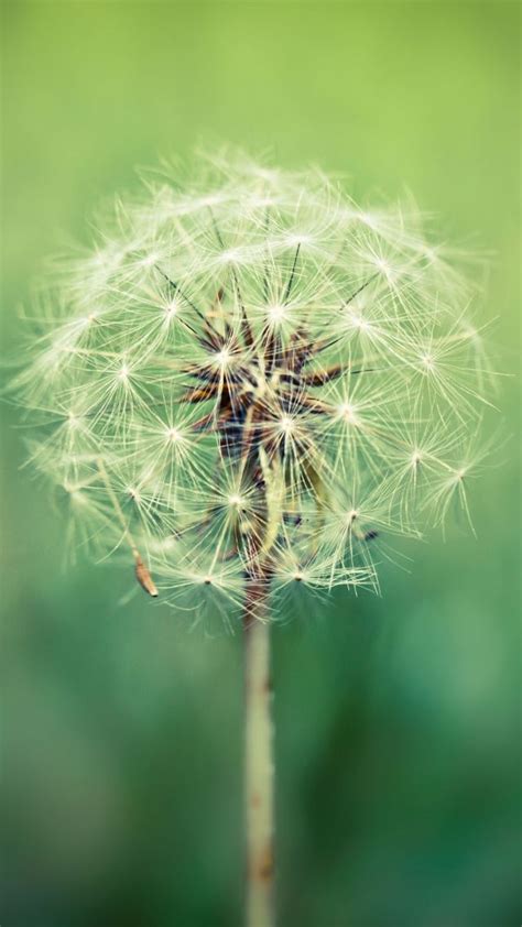 Wallpaper Dandelion 4k Hd Wallpaper 8k Macro Flowers Nature 10265