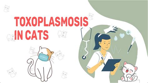 Toxoplasmosis In Cats Petmoo