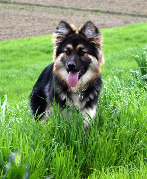 German Shepherd Puppies For Sale Ontario Canada Pets Lovers