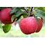 Michigan Apples – Your Ally For Winter Weight Management > 