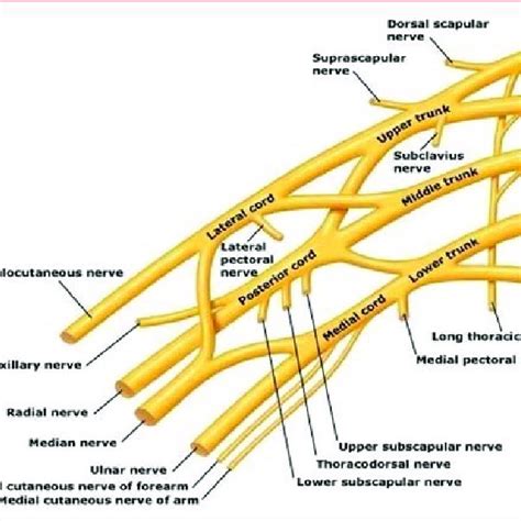 True Position Of Brachial Plexus Download Scientific Diagram