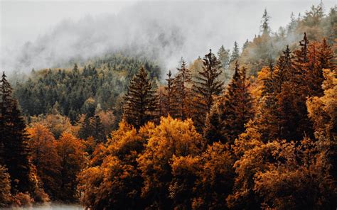 Download Wallpaper 1680x1050 Forest Trees Fog Clouds Autumn