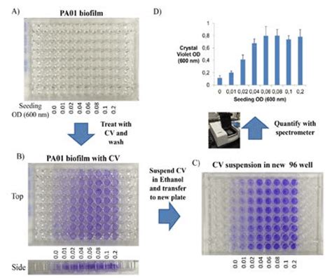 Schematic Crystal Violet Assay On Biofilms In A Microtiter Plate