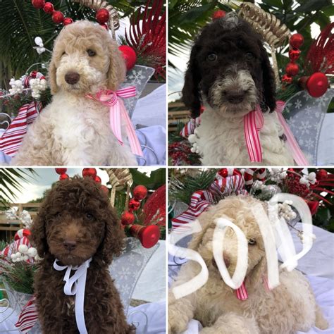 Benji $425.00 quarryville, pa labrador mix puppy; Standard Poodle Puppies For Sale | Palm Beach County, FL ...
