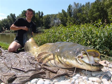 Große fische am laufenden band quot 100 kilo waller im doppelpack quot welsangeln am fluss. WALLER - Wels Fisch, Welse, Wallerangeln, Welsangeln ...