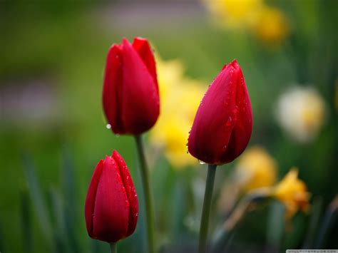 Red Tulips Wallpaper 2560x1920 51828