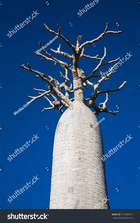 Pachypodium Bottle Tree Madagascar Stock Photo 167388317 Shutterstock