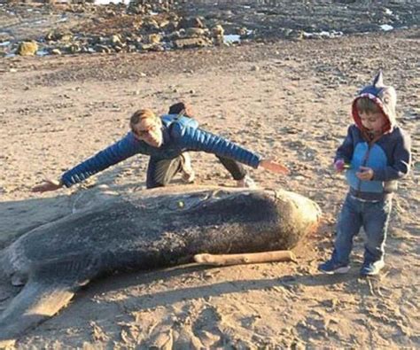 Un extraño y gigantesco pez apareció en una playa