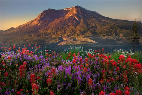 Best Wildflower Hikes And Tips For Photographing Mt St Helens Photo