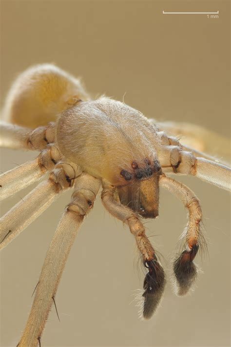 House Spider Wikipedia