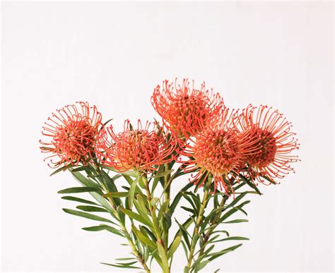 Pincushion Protea Wonderland Botanicals