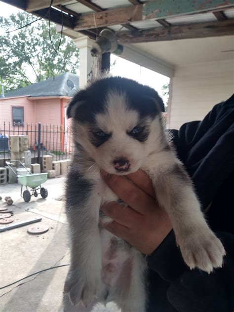 Hello, i have 3 beautiful black and white husky puppies for sale. Siberian Husky Puppies For Sale | Houston, TX #317804