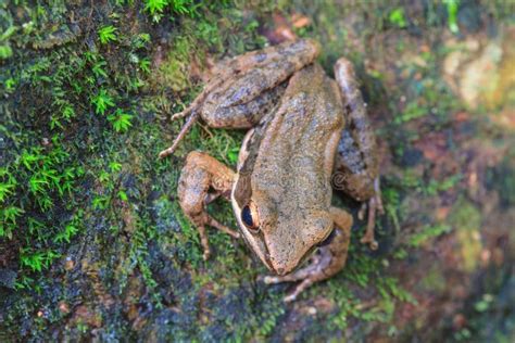 Beautiful Dark Sided Frog In Forest Stock Photo Image Of Thai