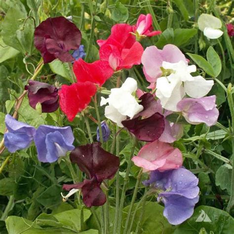 Royal Mix Sweet Pea Flower Seeds Non Gmo Etsy