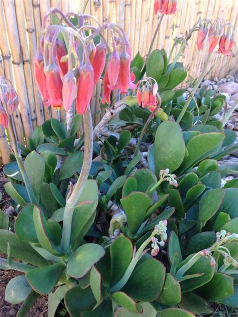 Cotyledon Orbiculata African Plants South African Flowers Planting