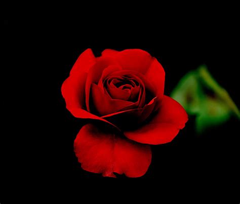 Single Red Roses Images With Black Background