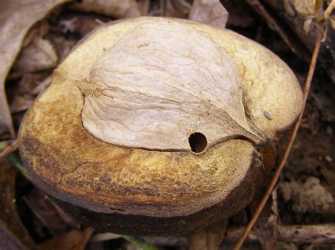 Here in central new england (and in much of the estern us), the most common hickories are the shagbark (carya ovata) and pignut (carya glabra). Blue Jay Barrens: Shagbark Hickory