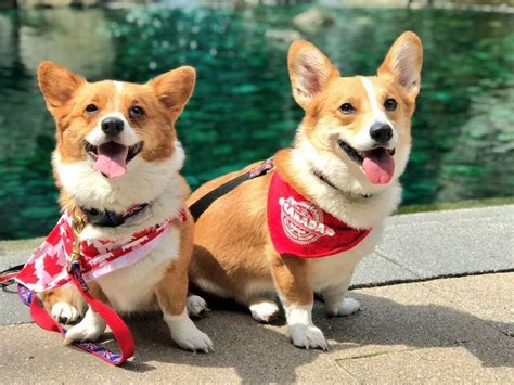 You can share your cute dog/puppy/dog products here. There Was A Corgi Beach Party So Here's 50 Pics Of Corgis ...