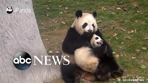 Baby Panda Keeps Trying To Run Away From Mom Youtube