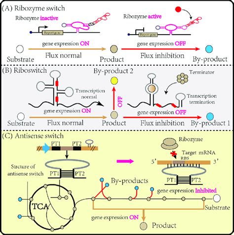 Strategies Are Used For Synthetic Rna Switch A Ribozyme Switch