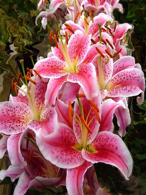 Free Photo Pink Lilies Lily Flowers Free Image On Pixabay 74947