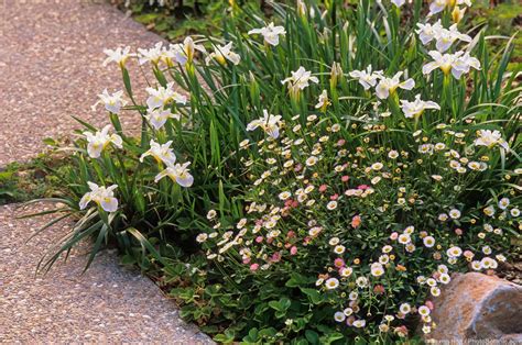 Irises Summer Dry Celebrate Plants In Summer Dry Gardens