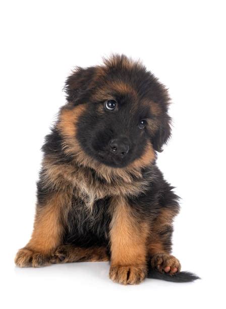 Simple and effective ways to make your german shepherd happy, healthy, and obedient. Long Haired German Shepherd Puppies Stock Photos, Pictures ...