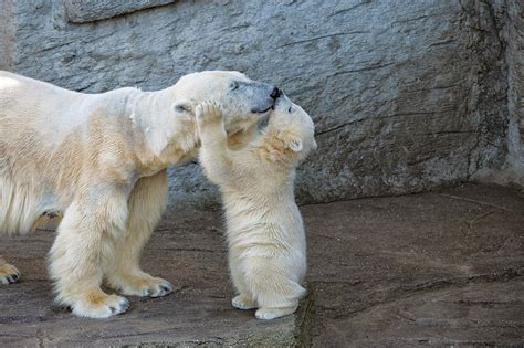 13 Cute Baby Polar Bears Celebrate International Polar Bear Day Buzz