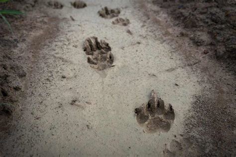 Animal Track Identification Guide