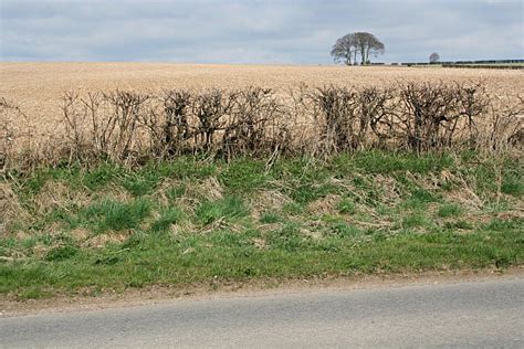 Roadside Hedge And Field © Tony Atkin Cc By Sa20 Geograph Britain