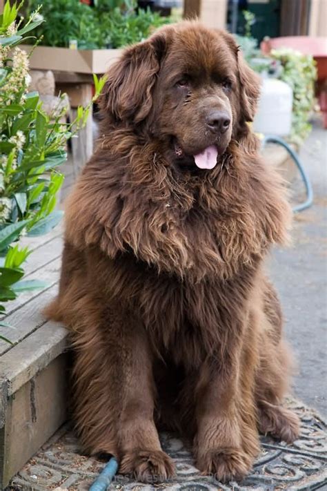 38 Best Newfoundland Poodle Mix Images On Pinterest