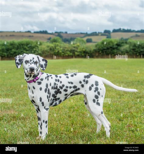 Dalmatian Spots Hi Res Stock Photography And Images Alamy
