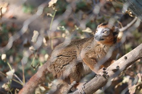 Hubbard Expedition Madagascar Crowned Lemur Zoochat