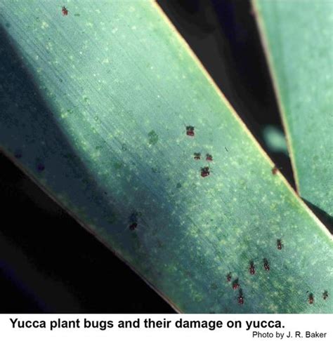 Yucca Plant Bug Nc State Extension Publications