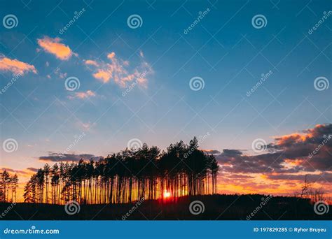 Sunset Sunrise In Pine Forest Sun Sunshine In Sunny Spring Coniferous