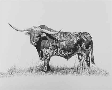 Texas Longhorn Pencil Drawing Bull Art Cowgirl Art