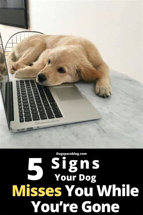 5 Signs Your Dog Misses You While Youre Gone Dogspaceblog Your Dog